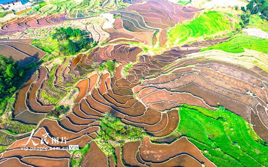 云南綏江：高山梯田春光